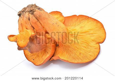 toxic omphalotus olearius mushrooms isolated on white