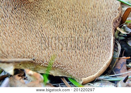 small gills of a sarcodon imbricatus mushroom
