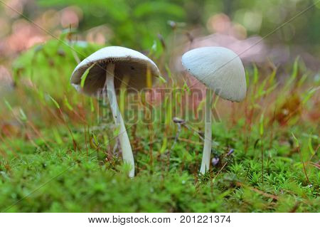 two pasthyrella candolleana mushrooms in the forest