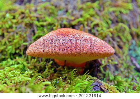 a fistulina hepatica mushroom body in the forest