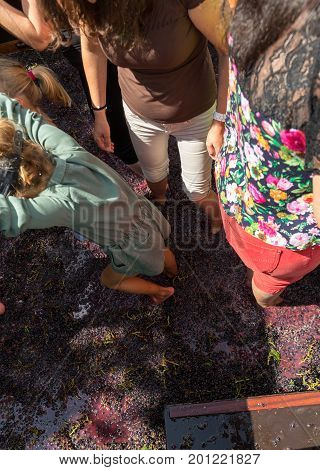 ESTREITO DE CAMARA DE LOBOS PORTUGAL - SEPTEMBER 10 2016: Grapes are crushed in the traditional way during the Madeira Wine Festival in in Estreito de Camara de Lobos Madeira Portugal.