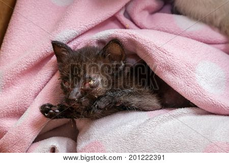 Poor black kitten cuddles and stretches in a pink blanket. He was a feral cat with a herpes infection in his eyes.