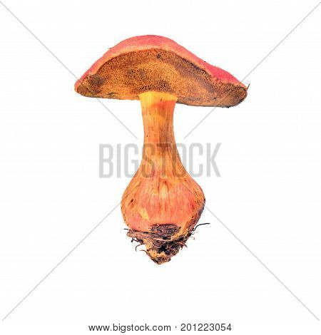 xerocomus rubellus mushroom isolated on white background