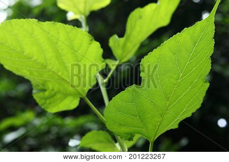 Green Leaf Cell Nature Texture