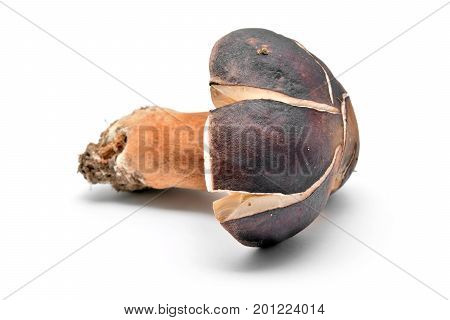 edble boletus aereus mushroom isolated on white