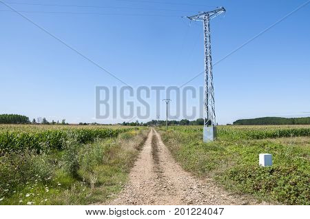 Poplar groves and cornfields in the plain of the River Esla, in Leon Province, Spain