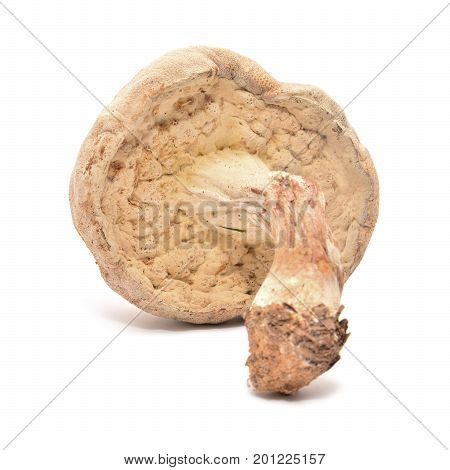 xerocomus mushroom isolated on a white background