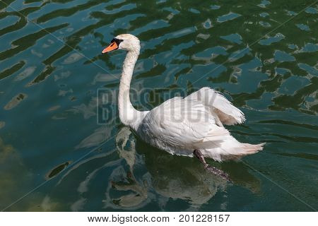 White Swan Swims In Lake