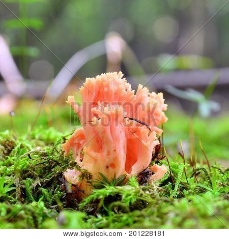 a ramaria formosa mushroom on the ground