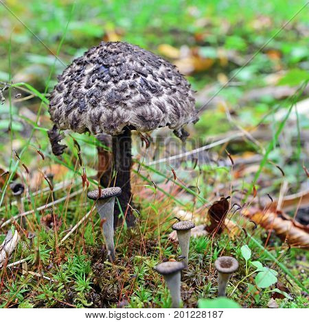 a stromilomyces strobilaceus mushroom in the forest