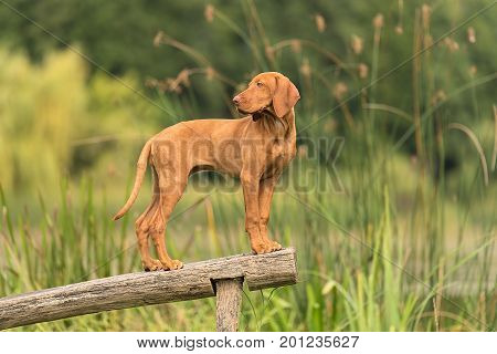 Beautiful Hungarian Vizsla Dog In The Park