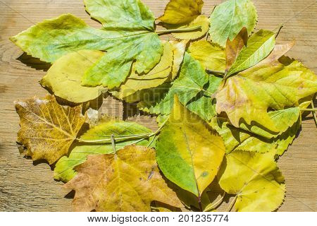 Colorful and bright background of autumn leaves