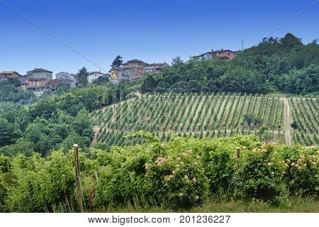 Rural landscape at summertime along the road from Ganaghello to Vicobarone (Piacenza Emilia Romagna Italy) in the Tidone valley. Vineyards