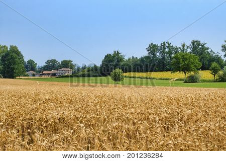 Rural landscape at summertime along the road from Castel San Giovanni to Ganaghello (Piacenza Emilia Romagna Italy) in the Tidone valley