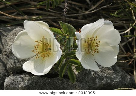 Burnet Rose