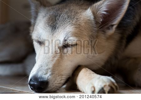 Close up portrait of a cute mongrel, lies on the paw and sleeps