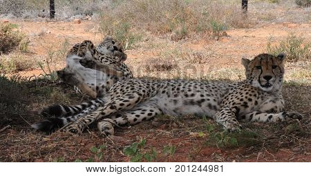 A cheetah couple, one is rolling over.