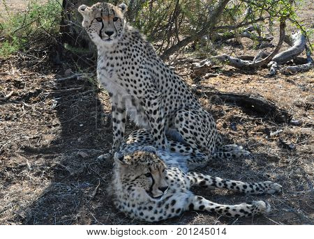 Adult cheetah couple, looking around while resting