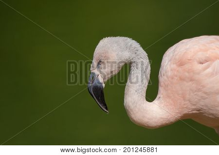 Close up of a pink chilean flamingo (Phoenicopterus chilensis) in profile against plain green background. South American wildlife poster image.