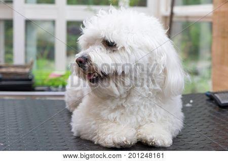 Cute white Bolognese dog is lying on a table and is waiting for grooming. The dog is looking at the side.