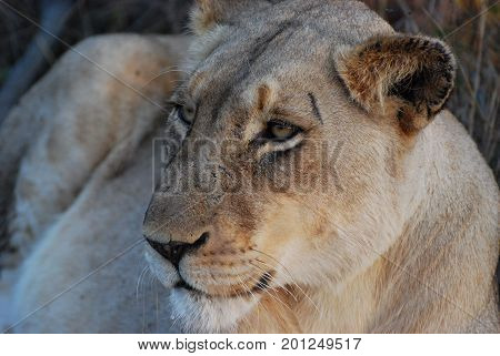 Lioness resting under a bush, close-up of a peaceful image.