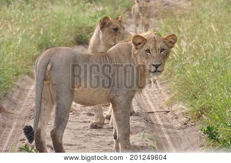 lioness surprised after firing a dart rifle to take sample.