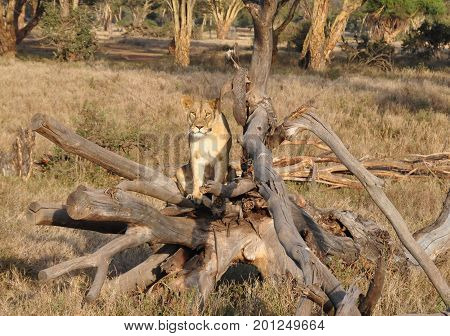 Lioness with radio collar in tree, watching us