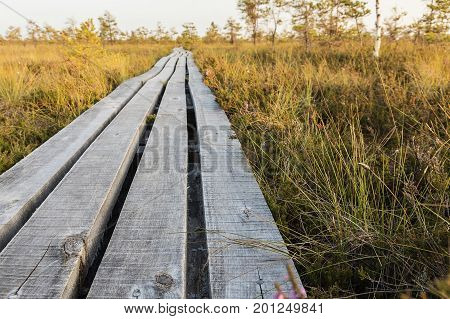 Latvia. beautiful colors in the evening before sunset in the swamp Dunikas
