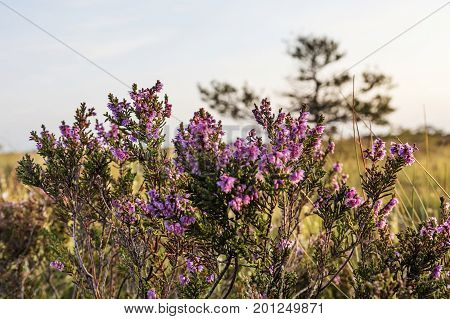 Latvia. beautiful colors in the evening before sunset in the swamp Dunikas