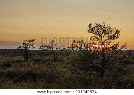 Latvia. beautiful colors in the evening before sunset in the swamp Dunikas