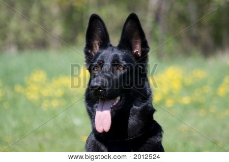 Retrato do cão preto