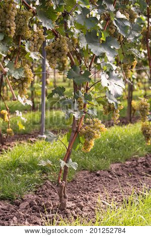 Selective Focus On The Grape In The Vineyard