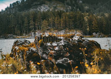 True tilt-shift scenery of mountain stone in foreground overgrown with native grasses and moss pine forest in background on Katun river bank on hill rank Russia Altai mountains
