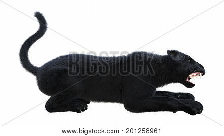 3D rendering of a black panther isolated on white background