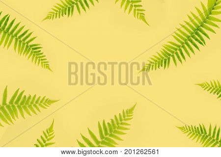 fern branches pattern isolated on yelloow background. flat lay top view