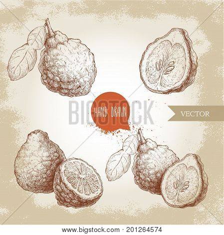Hand drawn sketch style bergamot fruits set. Kaffir lime whole with leaf and half vector illustration. Organic food. Citrus collection on vintage background.
