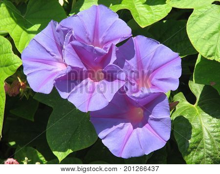Blooming Ipomoea indica flowers on the streets of Majorca