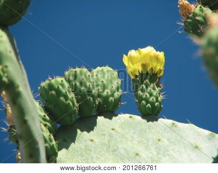 The blossoming cactus opuncia on Mallorca, summer