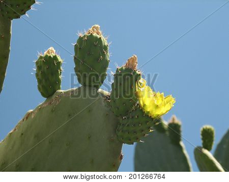 The blossoming cactus opuncia on Mallorca, summer