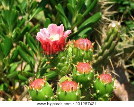 The blossoming cactus opuncia on Mallorca, summer