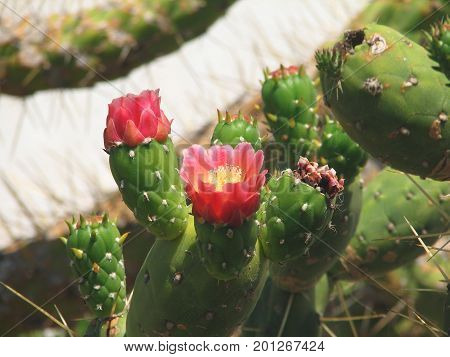The blossoming cactus opuncia on Mallorca, summer