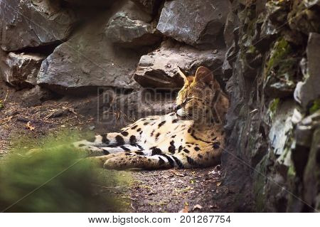 Ocelot Is A Carnivorous Mammal Of The Cat Family That Live In America