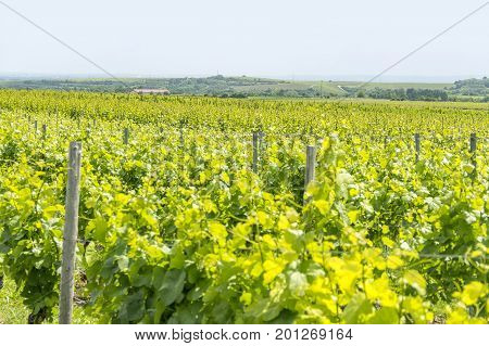 winegrowing scenery around Loerzweiler in the Rhineland-Palatinate in Germany at spring time