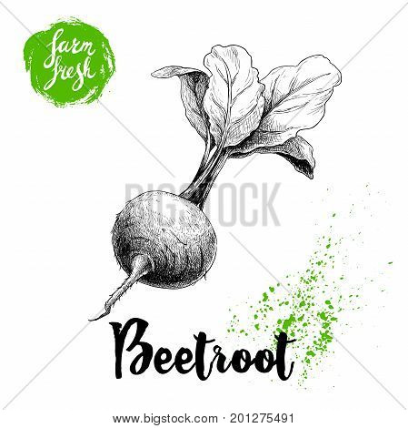 Hand drawn beet root with leafs. Sketch vintage vector illustration isolated on white background. Farm fresh vegetable.