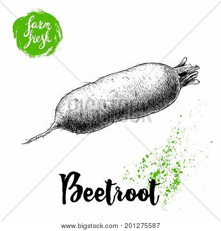 Hand drawn oblong beet root isolated on white background. Sketch vintage vector illustration. Farm fresh vegetable poster.