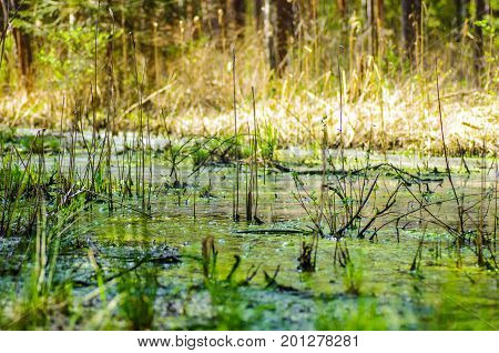 Wetland ecosystem restoration and conservation area in Soomaa, Estonia