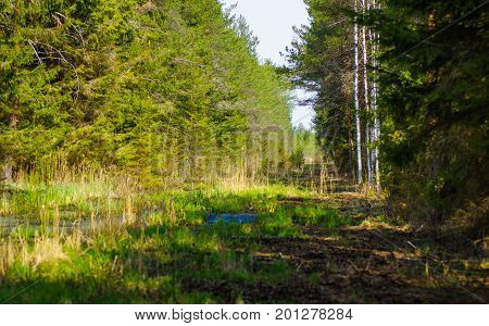 Wetland ecosystem restoration and conservation area in Soomaa, Estonia