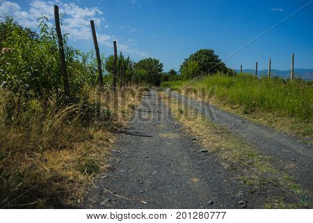 Rural Road Close To Vineyard