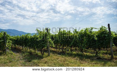 Georgian Wine Area Kakheti