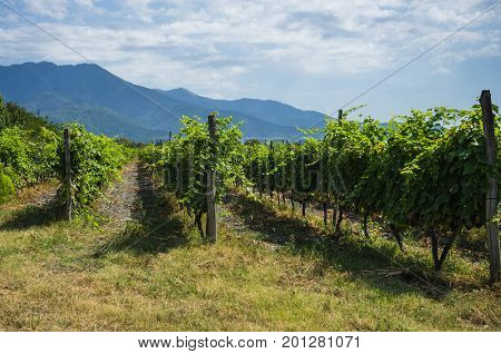 Georgian Wine Area Kakheti